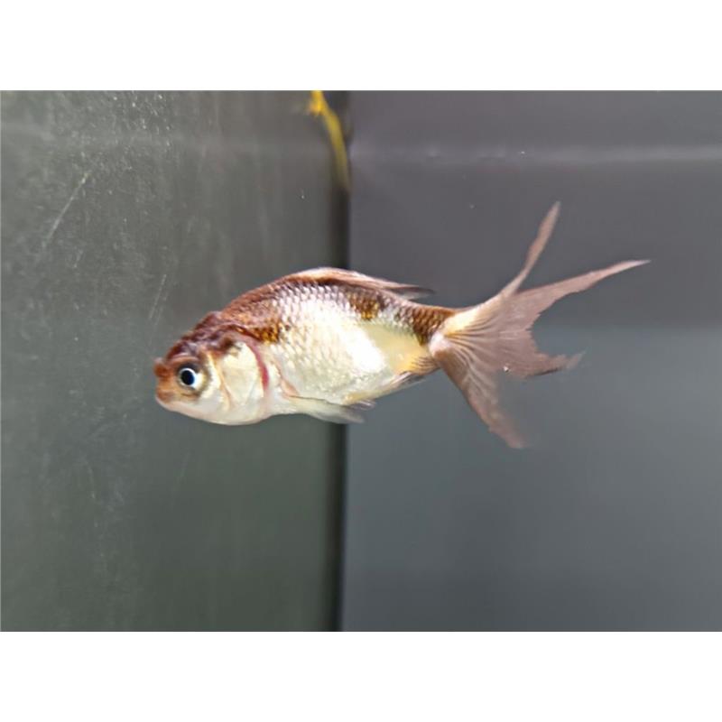 Carassius auratus black-white oranda - imagine 3